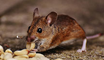 24 Hour & Emergency Exterminators in Oley Furnace, PA